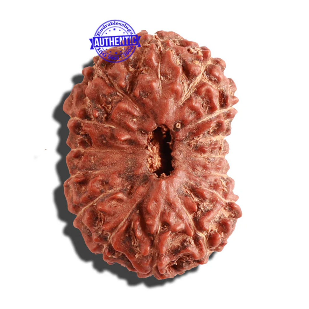 15 Mukhi Indonesian Rudraksha - Bead No. 82