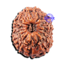Load image into Gallery viewer, 15 Mukhi Indonesian Rudraksha - Bead No. 312

