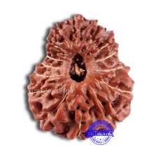 Load image into Gallery viewer, 15 Mukhi Indonesian Rudraksha - Bead No. 239
