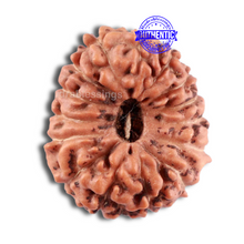 Load image into Gallery viewer, 15 Mukhi Indonesian Rudraksha - Bead No. 234
