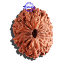 Load image into Gallery viewer, 15 Mukhi Indonesian Rudraksha - Bead No. 117
