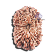 Load image into Gallery viewer, 15 Mukhi Indonesian Rudraksha - Bead No.283
