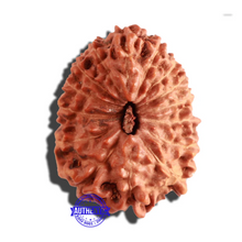 Load image into Gallery viewer, 15 Mukhi Indonesian Rudraksha - Bead No. 78
