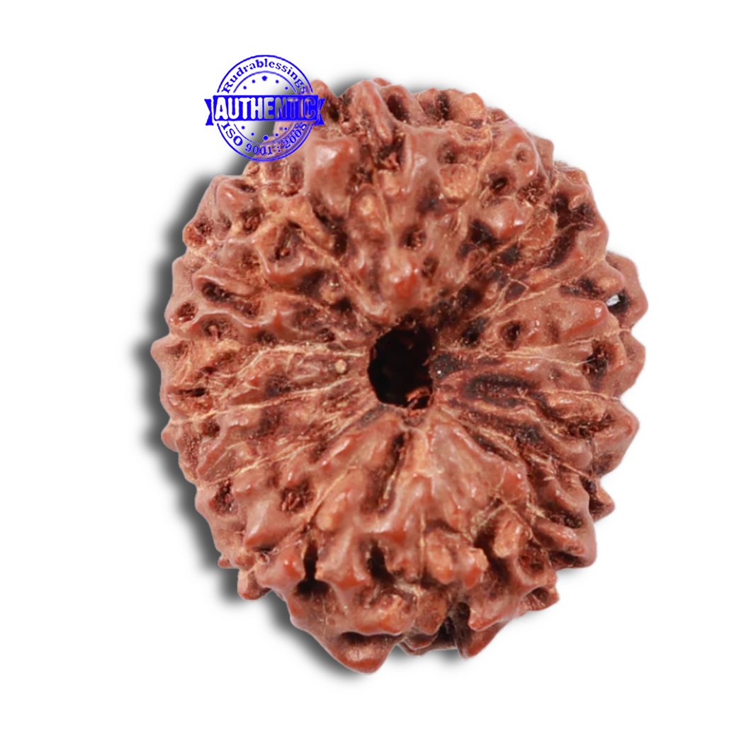 15 Mukhi Indonesian Rudraksha - Bead No. 56