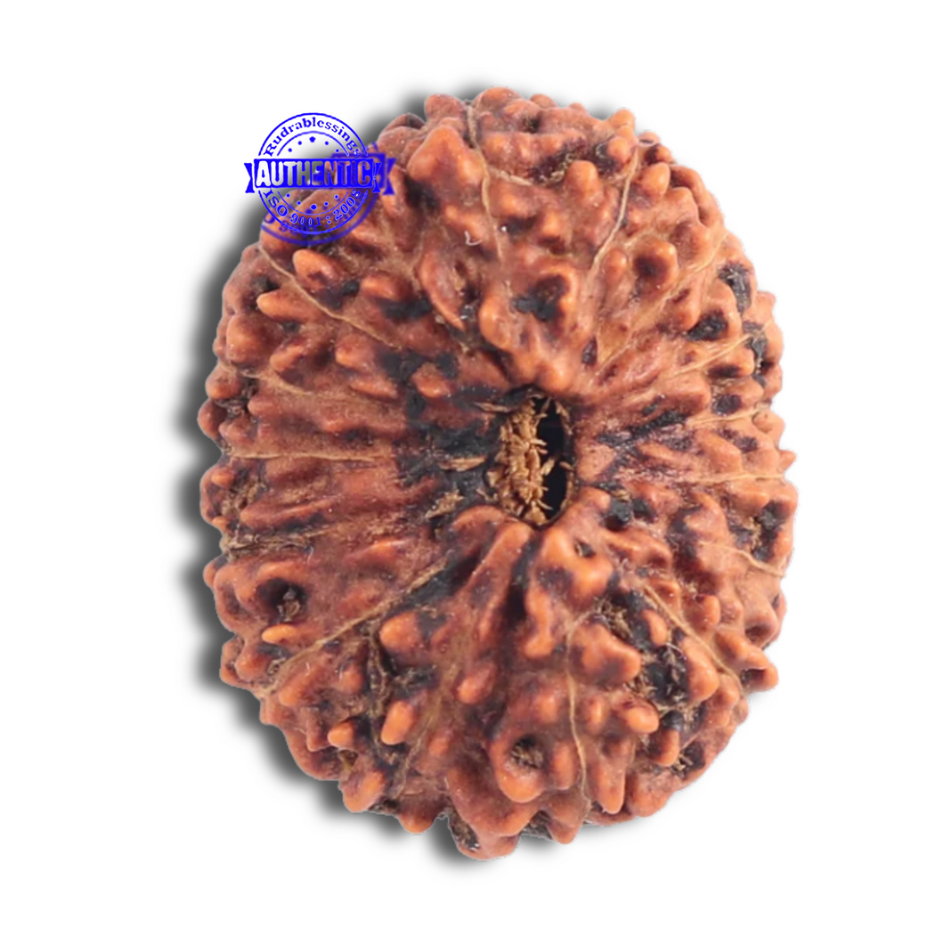 15 Mukhi Indonesian Rudraksha - Bead No. 148