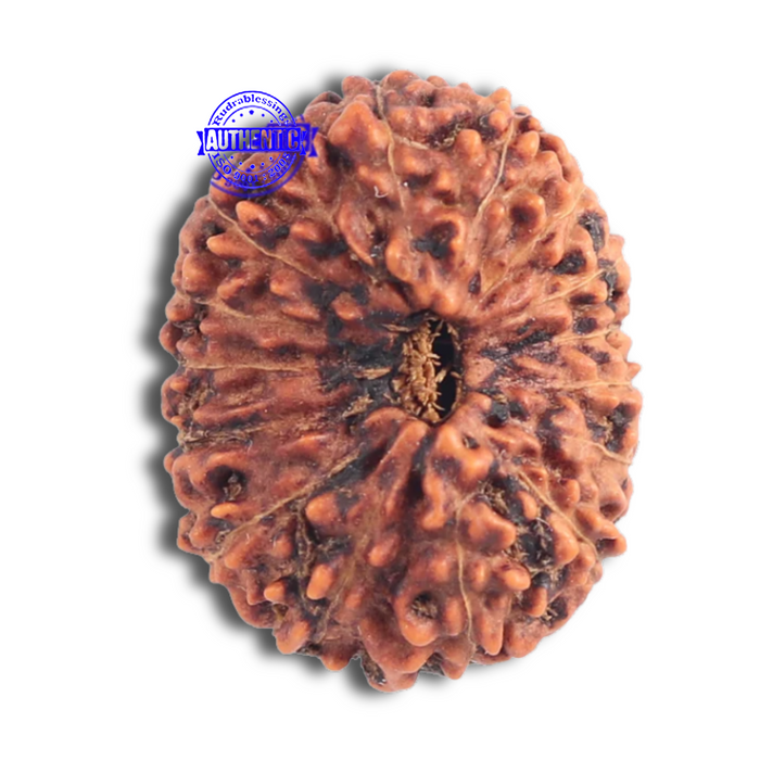 15 Mukhi Indonesian Rudraksha - Bead No. 148