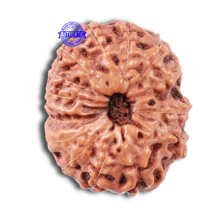 15 Mukhi Indonesian Rudraksha - Bead No. 28