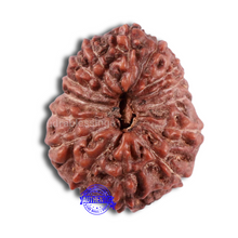 Load image into Gallery viewer, 15 Mukhi Indonesian Rudraksha - Bead No. 43
