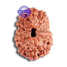 Load image into Gallery viewer, 15 Mukhi Indonesian Rudraksha - Bead No. 256
