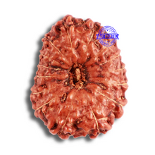 Load image into Gallery viewer, 15 Mukhi Indonesian Rudraksha - Bead No. 258
