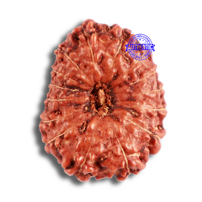 15 Mukhi Indonesian Rudraksha - Bead No. 258