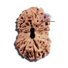 Load image into Gallery viewer, 15 Mukhi Indonesian Rudraksha - Bead No. 293

