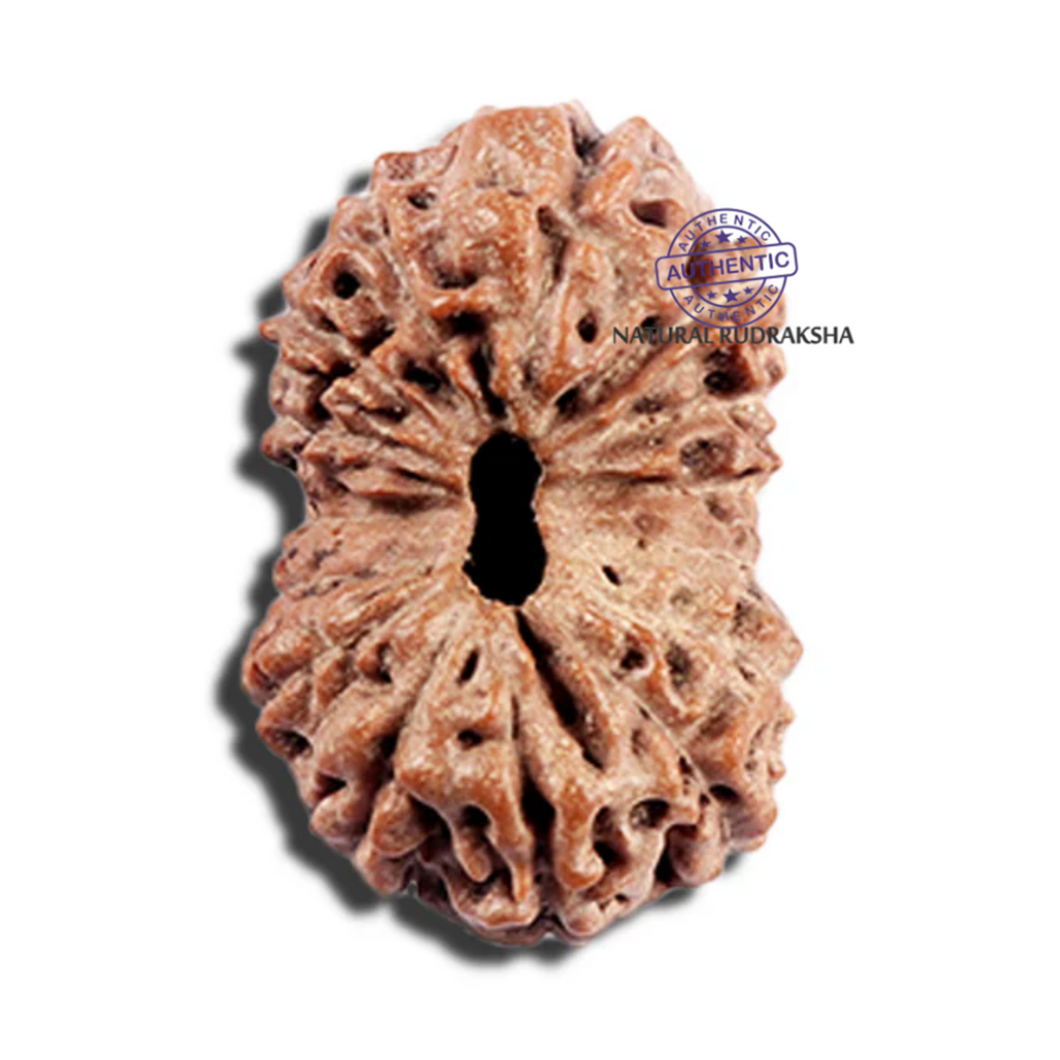 15 Mukhi Indonesian Rudraksha - Bead No. 293