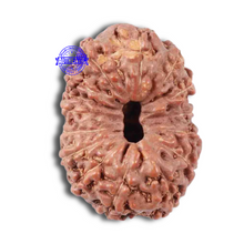 Load image into Gallery viewer, 15 Mukhi Indonesian Rudraksha - Bead No. 15
