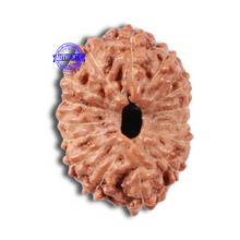 Load image into Gallery viewer, 15 Mukhi Indonesian Rudraksha - Bead No. 31
