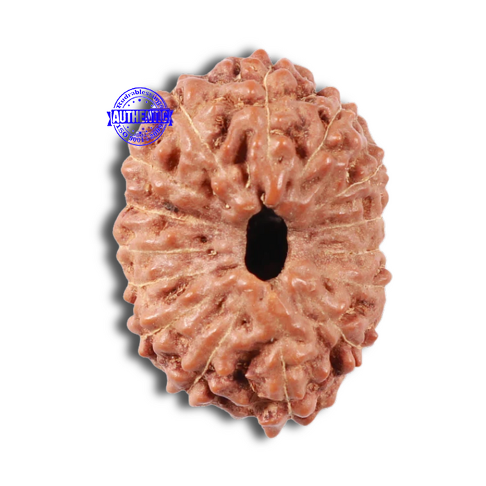 15 Mukhi Indonesian Rudraksha - Bead No. 31