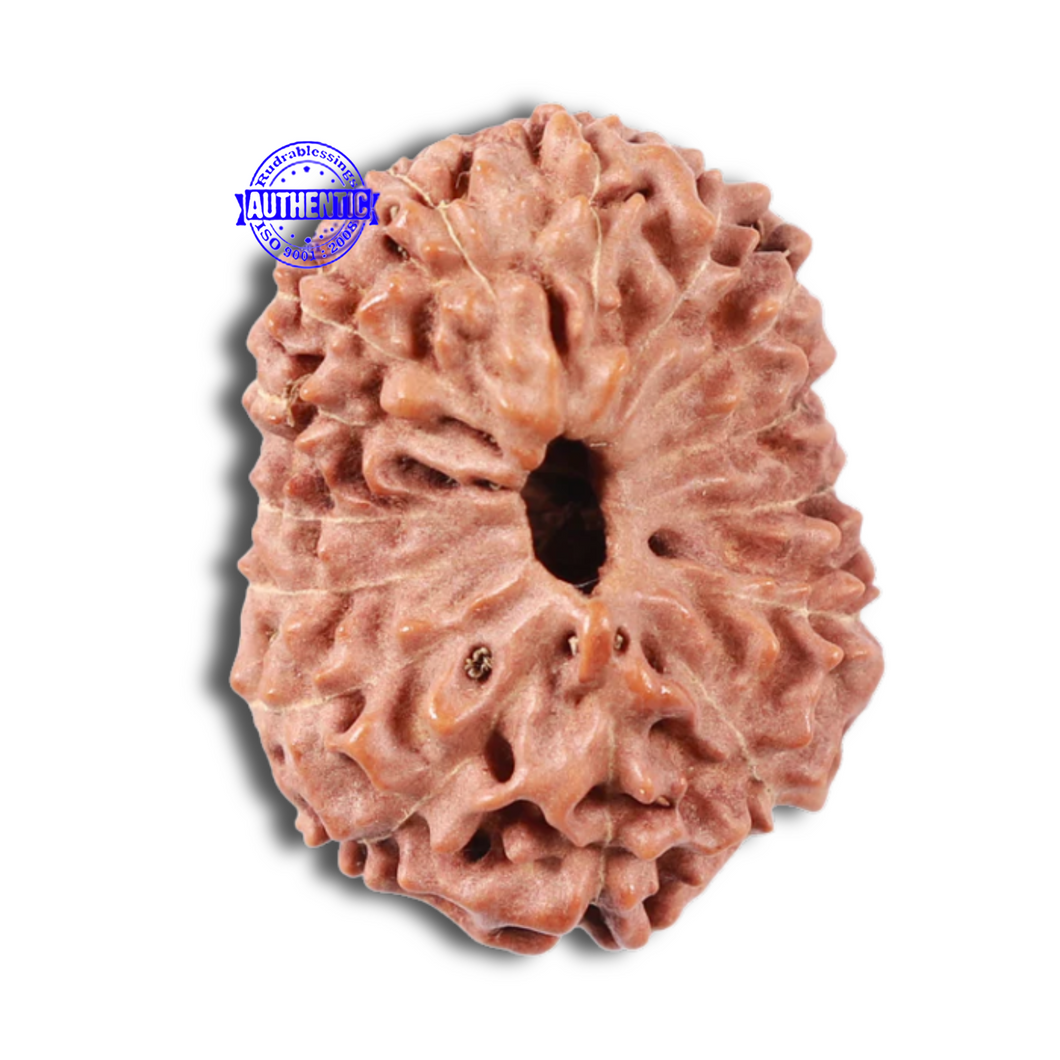 15 Mukhi Indonesian Rudraksha - Bead No. 19