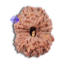 Load image into Gallery viewer, 15 Mukhi Indonesian Rudraksha - Bead No. 9
