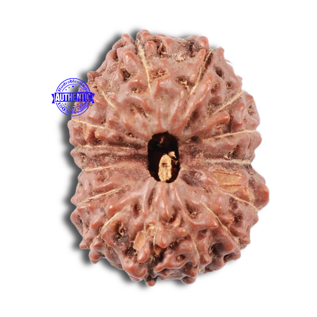 15 Mukhi Indonesian Rudraksha - Bead No. 9