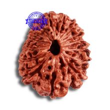 Load image into Gallery viewer, 15 Mukhi Indonesian Rudraksha - Bead No. 259
