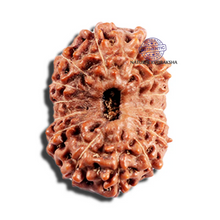Load image into Gallery viewer, 15 Mukhi Indonesian Rudraksha - Bead No. 288
