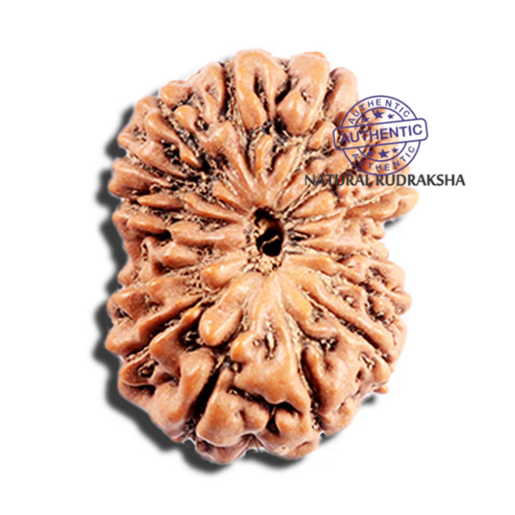 15 Mukhi Indonesian Rudraksha - Bead No. 289