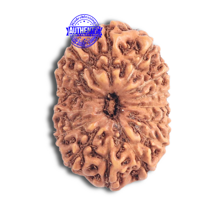 15 Mukhi Indonesian Rudraksha - Bead No. 151