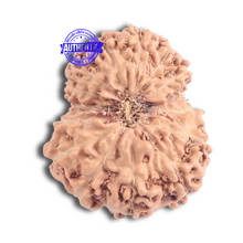 Load image into Gallery viewer, 15 Mukhi Indonesian Rudraksha - Bead No. 149
