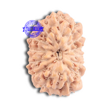 Load image into Gallery viewer, 15 Mukhi Indonesian Rudraksha - Bead No. 144
