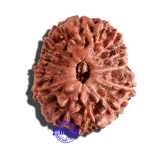 Load image into Gallery viewer, 15 Mukhi Indonesian Rudraksha - Bead No. 134

