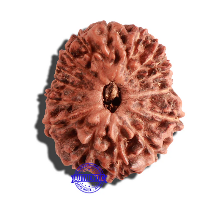 15 Mukhi Indonesian Rudraksha - Bead No. 134