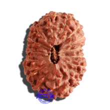 Load image into Gallery viewer, 15 Mukhi Indonesian Rudraksha - Bead No. 77
