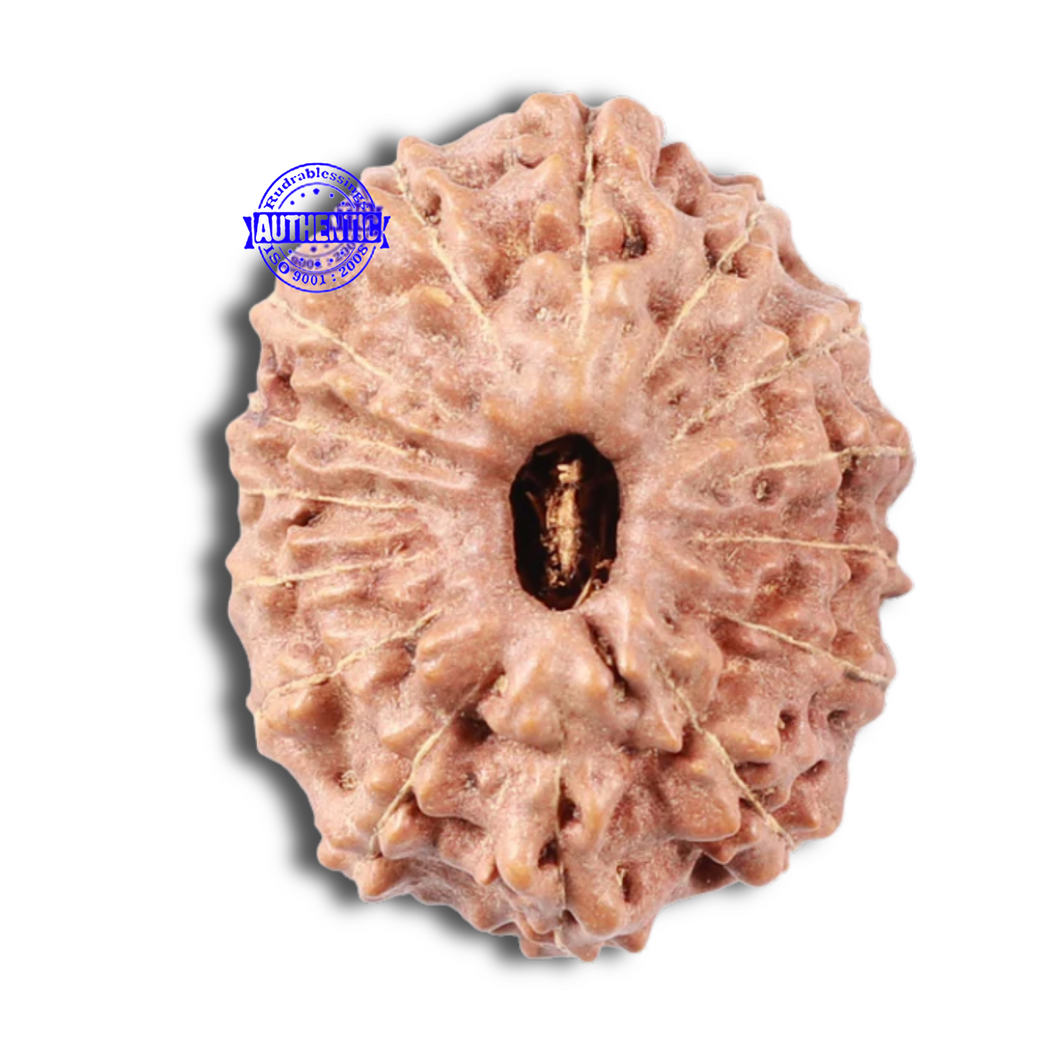 15 Mukhi Indonesian Rudraksha - Bead No. 8