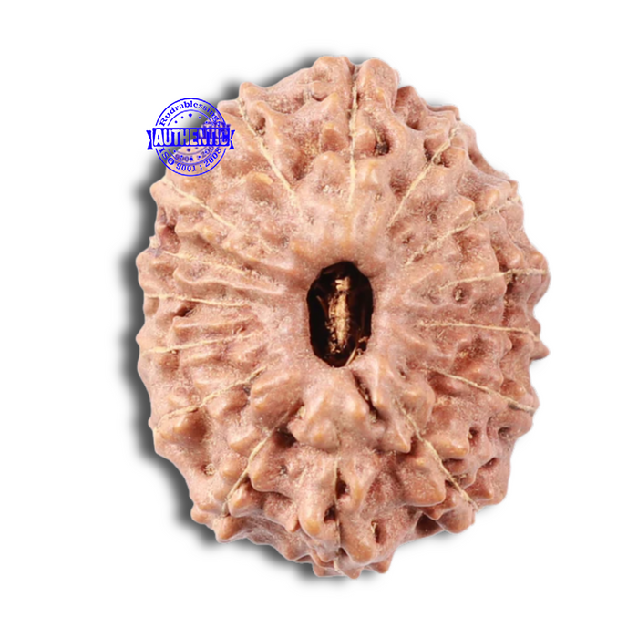 15 Mukhi Indonesian Rudraksha - Bead No. 8