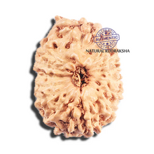 Load image into Gallery viewer, 15 Mukhi Indonesian Rudraksha - Bead No. 292
