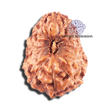 Load image into Gallery viewer, 15 Mukhi Indonesian Rudraksha - Bead No.284
