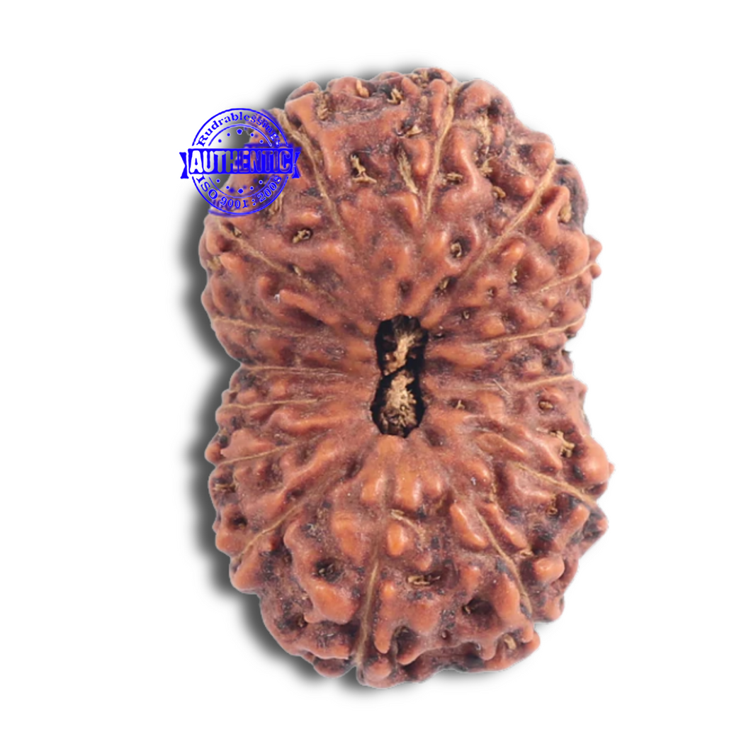 15 Mukhi Indonesian Rudraksha - Bead No. 147