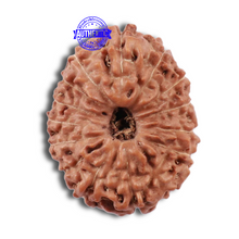 Load image into Gallery viewer, 15 Mukhi Indonesian Rudraksha - Bead No. 172
