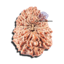 Load image into Gallery viewer, 15 Mukhi Indonesian Rudraksha - Bead No. 285
