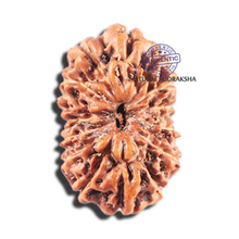 Load image into Gallery viewer, 15 Mukhi Indonesian Rudraksha - Bead No. 286
