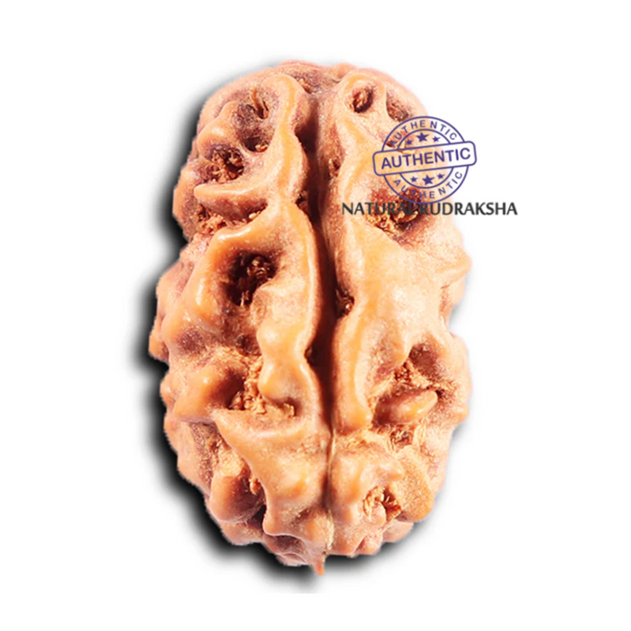2 Mukhi Rudraksha from Indonesia - Bead No. 253