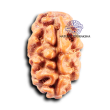 Load image into Gallery viewer, 2 Mukhi Rudraksha from Indonesia - Bead No. 257
