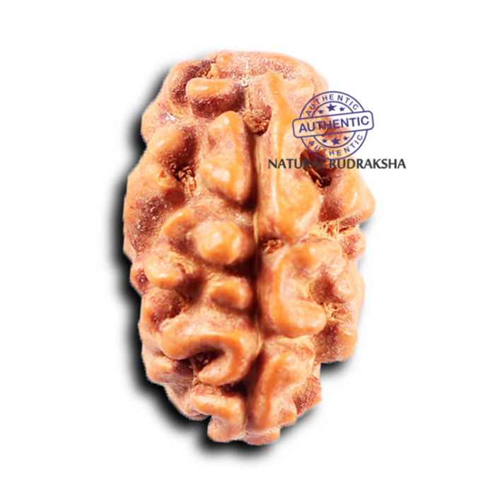 2 Mukhi Rudraksha from Indonesia - Bead No. 257