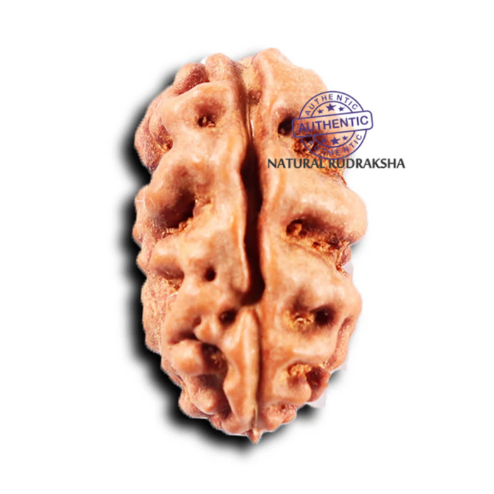 2 Mukhi Rudraksha from Indonesia - Bead No. 258