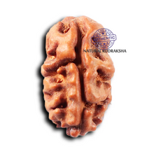 Load image into Gallery viewer, 2 Mukhi Rudraksha from Indonesia - Bead No. 261
