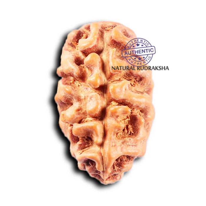 2 Mukhi Rudraksha from Indonesia - Bead No. 246