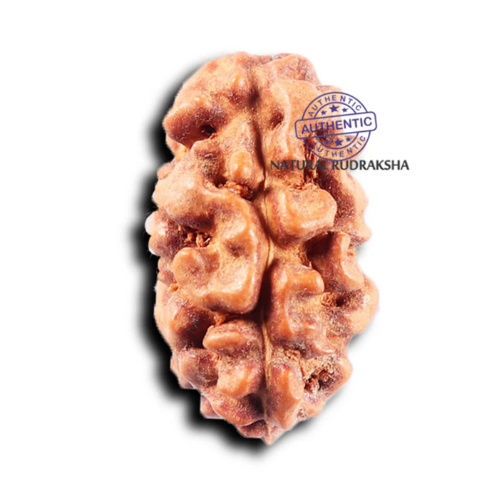 2 Mukhi Rudraksha from Indonesia - Bead No. 265
