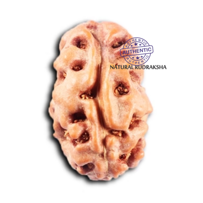 2 Mukhi Rudraksha from Indonesia - Bead No. 247