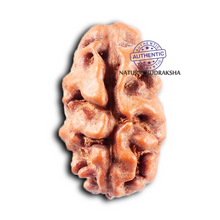 Load image into Gallery viewer, 2 Mukhi Rudraksha from Indonesia - Bead No. 251
