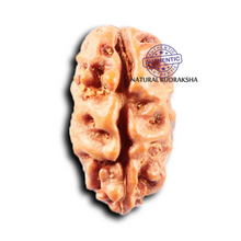 Load image into Gallery viewer, 2 Mukhi Rudraksha from Indonesia - Bead No. 266

